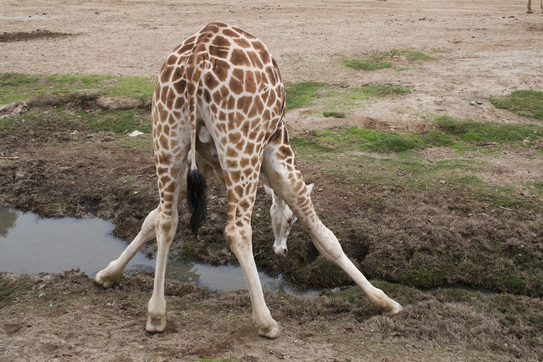 321-0216 Safari Park - Giraffe Splayed to Drink.jpg